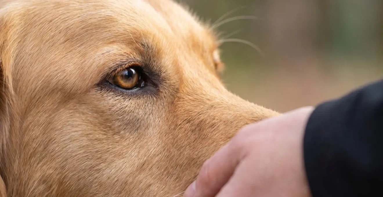 Évaluation comportementale d'un chien lors d'un test CSAU