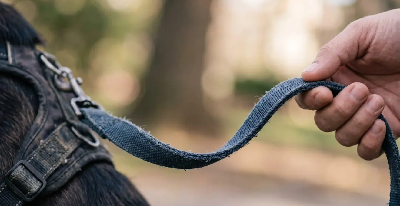 Gros plan sur une laisse formant une courbe détendue entre la main du maître et le collier du chien